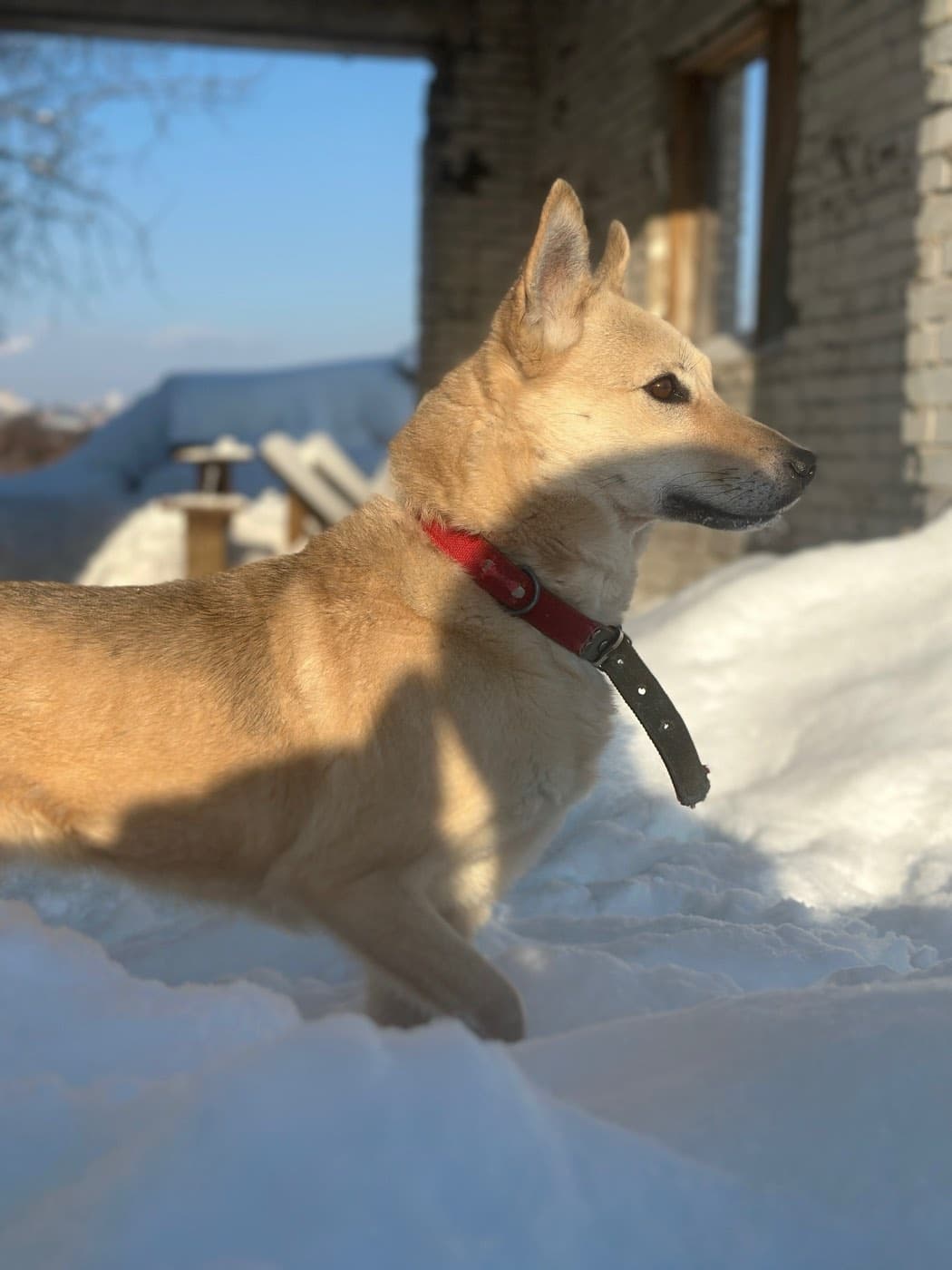 Пальма