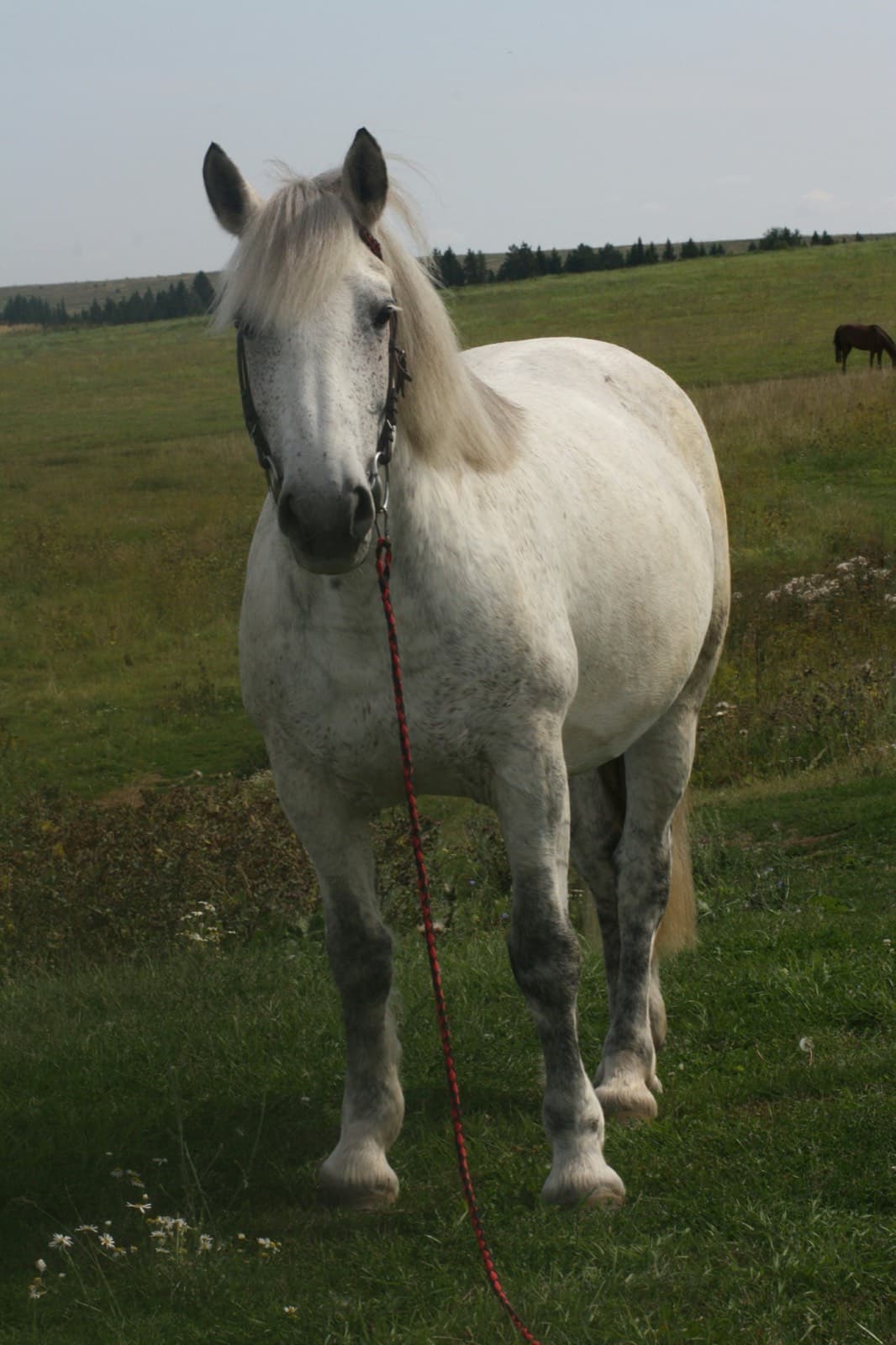 Луна