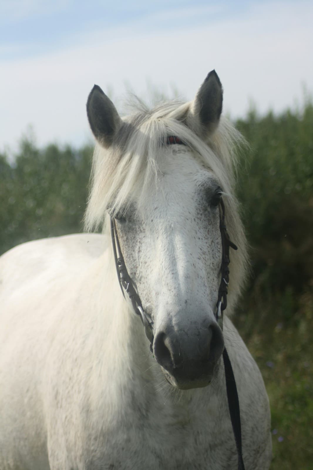 Луна