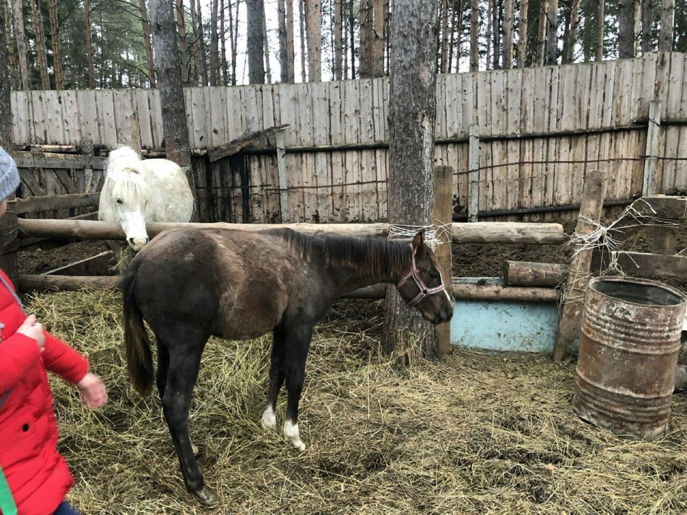 Олимп