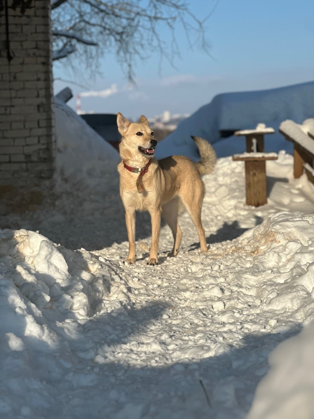 Пальма