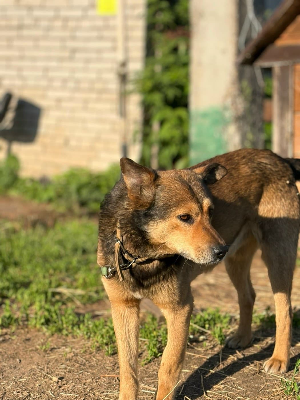 Рыжий