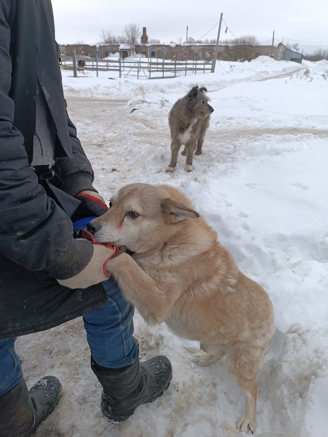 Семен