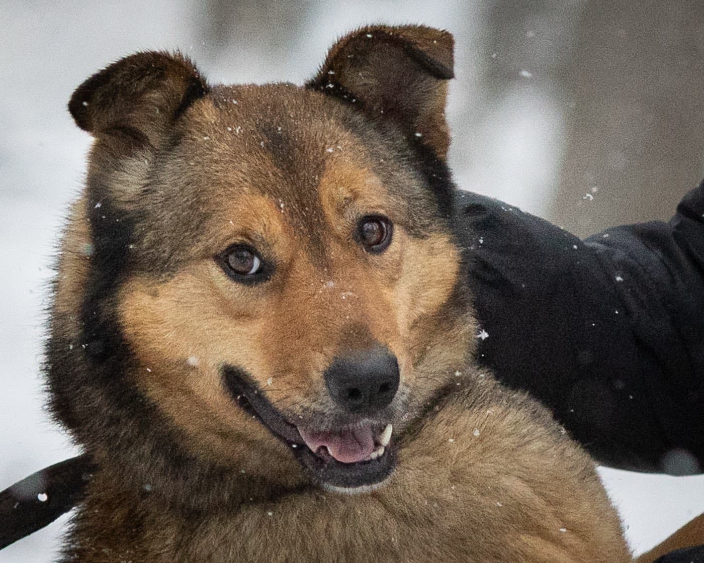 Яна
