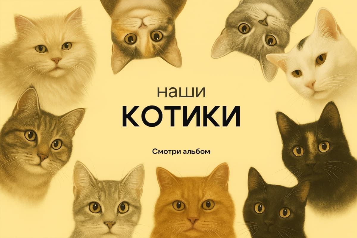 Кошки — подопечные приюта «Кот и пёс»